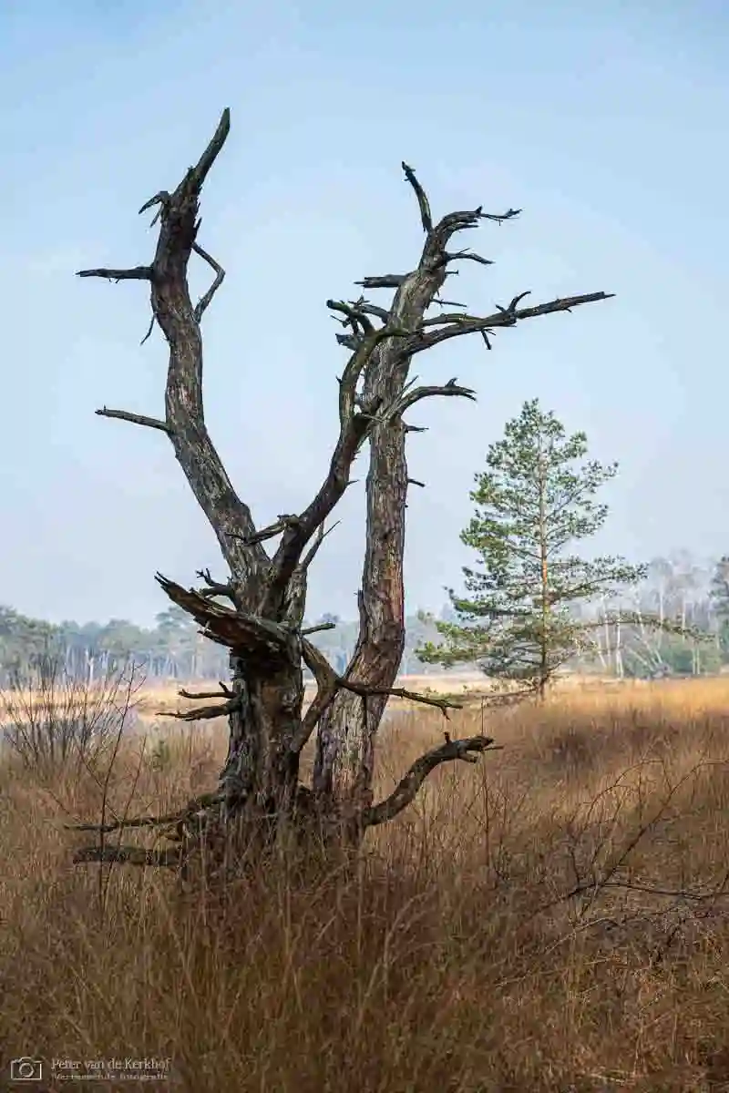 PvdK_2026-03-04c_C8880.webp