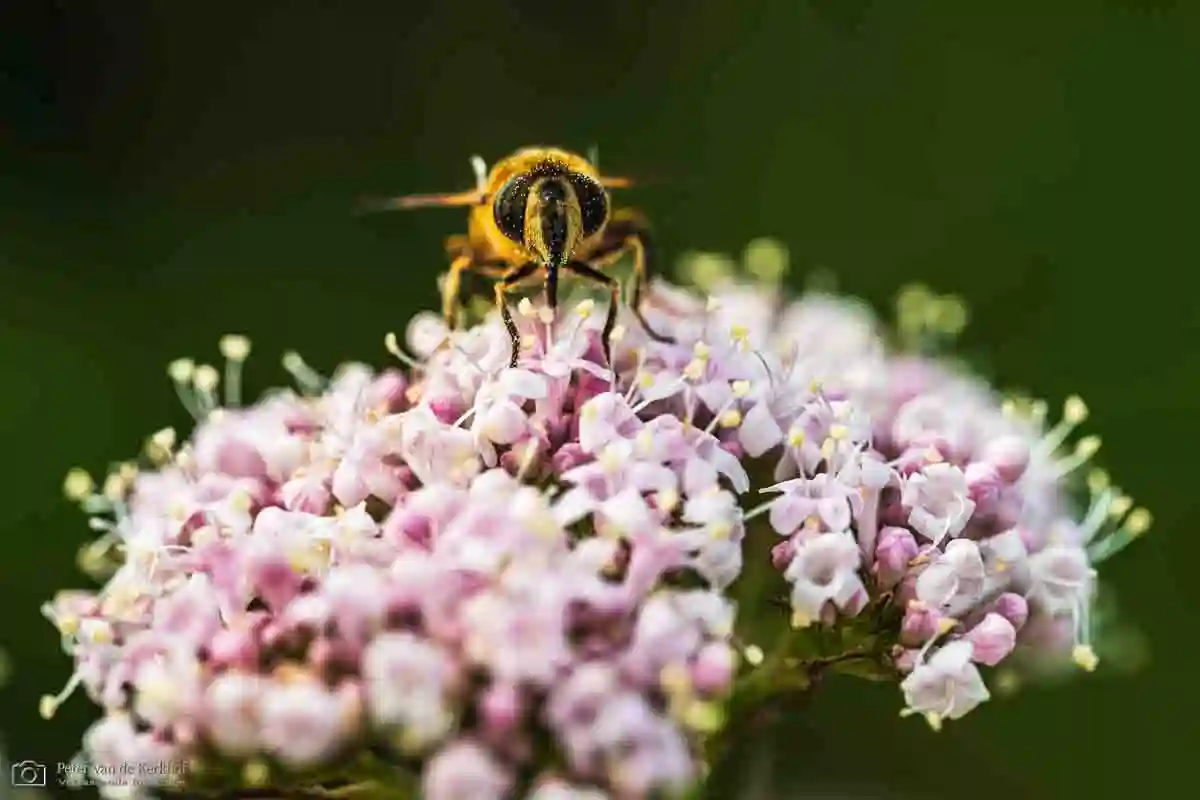 PvdK_2026-05-31_D0875.webp