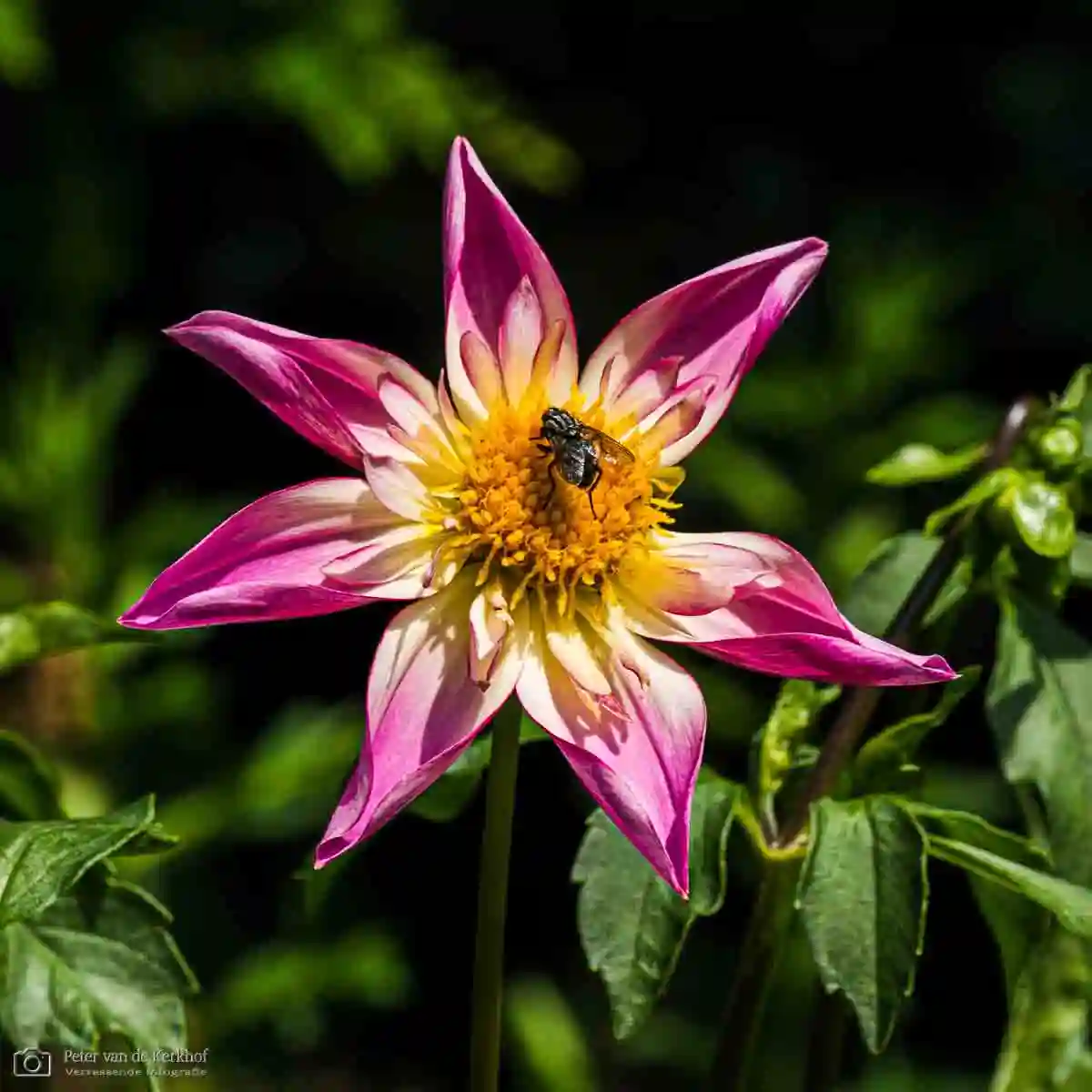 PvdK_2026-07-07_D1691.webp