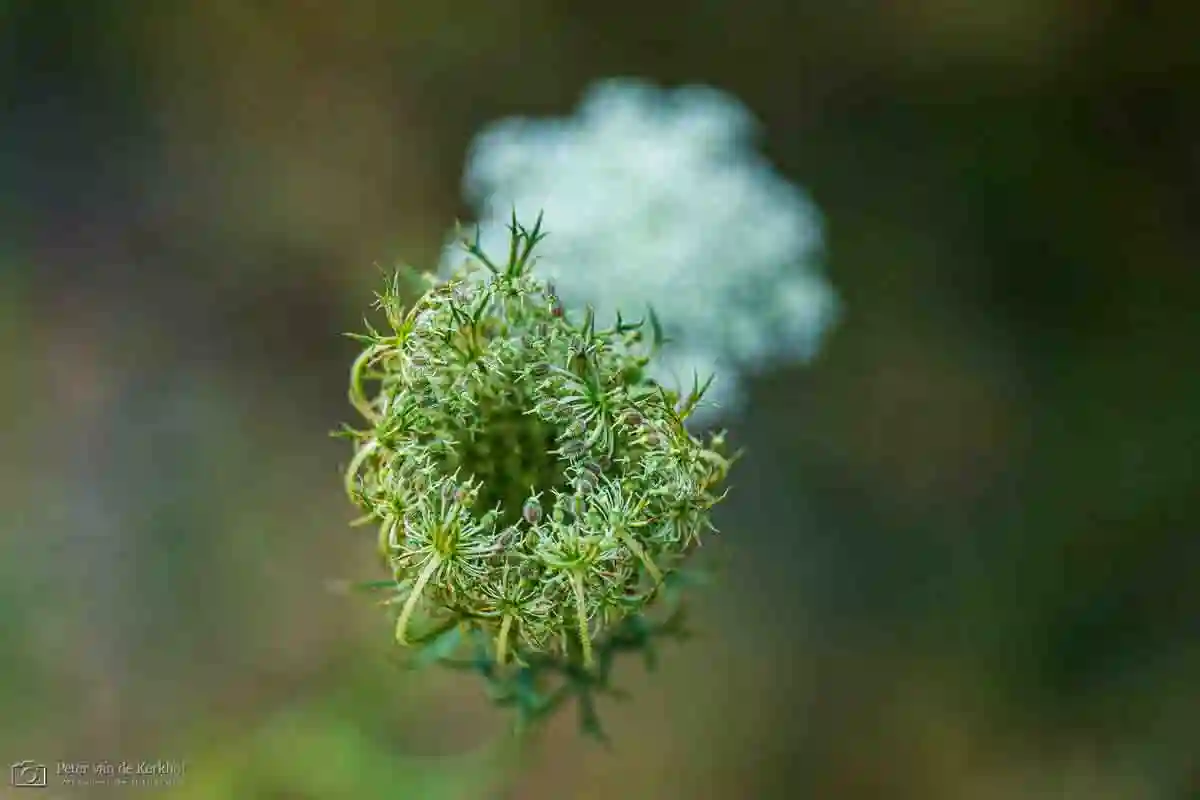 PvdK_2026-08-02_D2196.webp