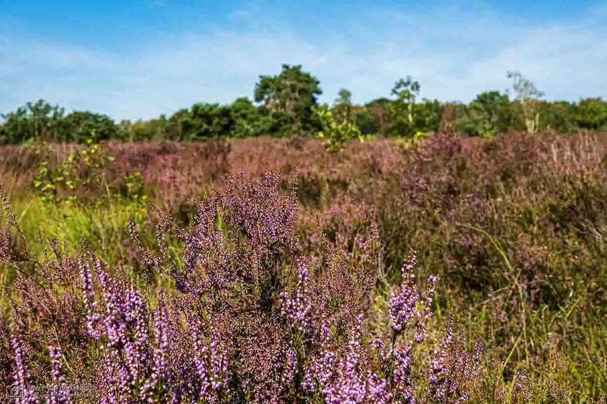 PvdK_2026-08-02_D2203.webp