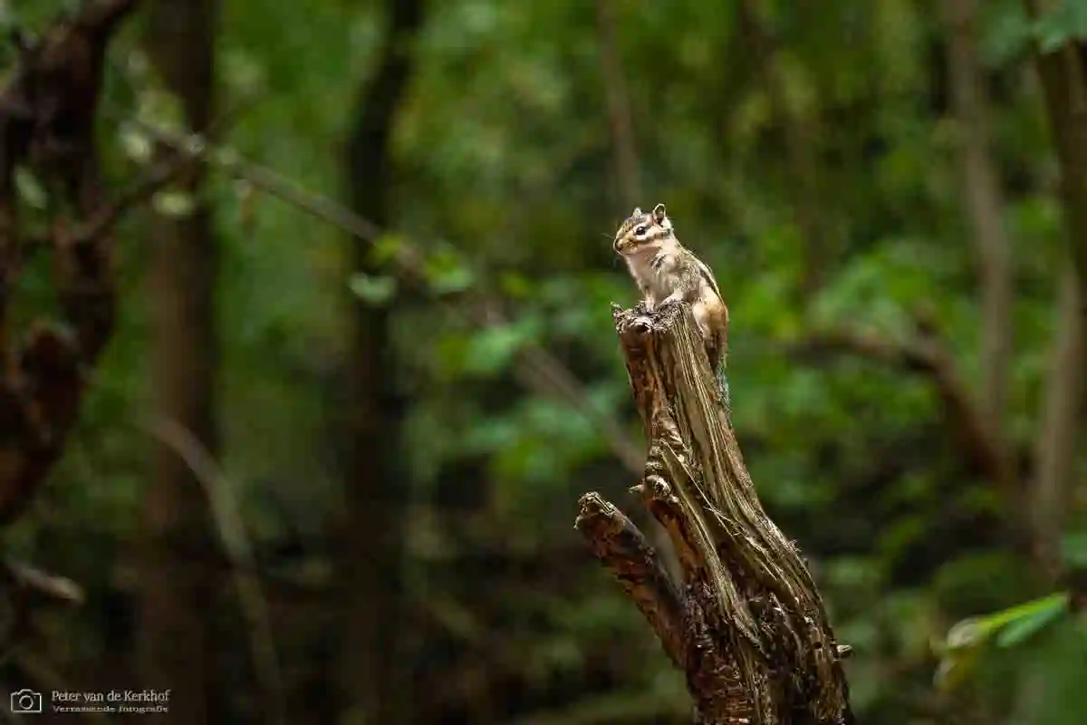 PvdK_2026-08-15a_D2499.webp