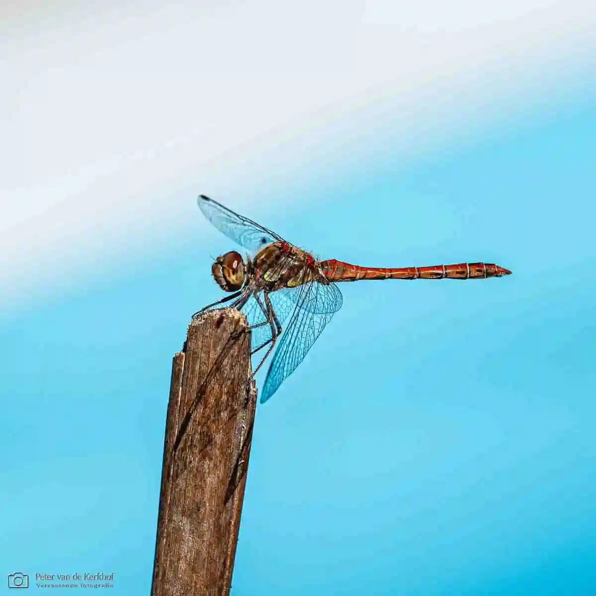 PvdK_2026-08-26_D3033.webp