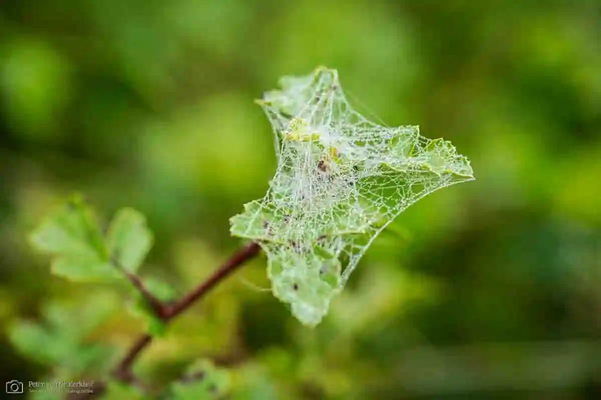PvdK_2026-09-27a_D3864.webp