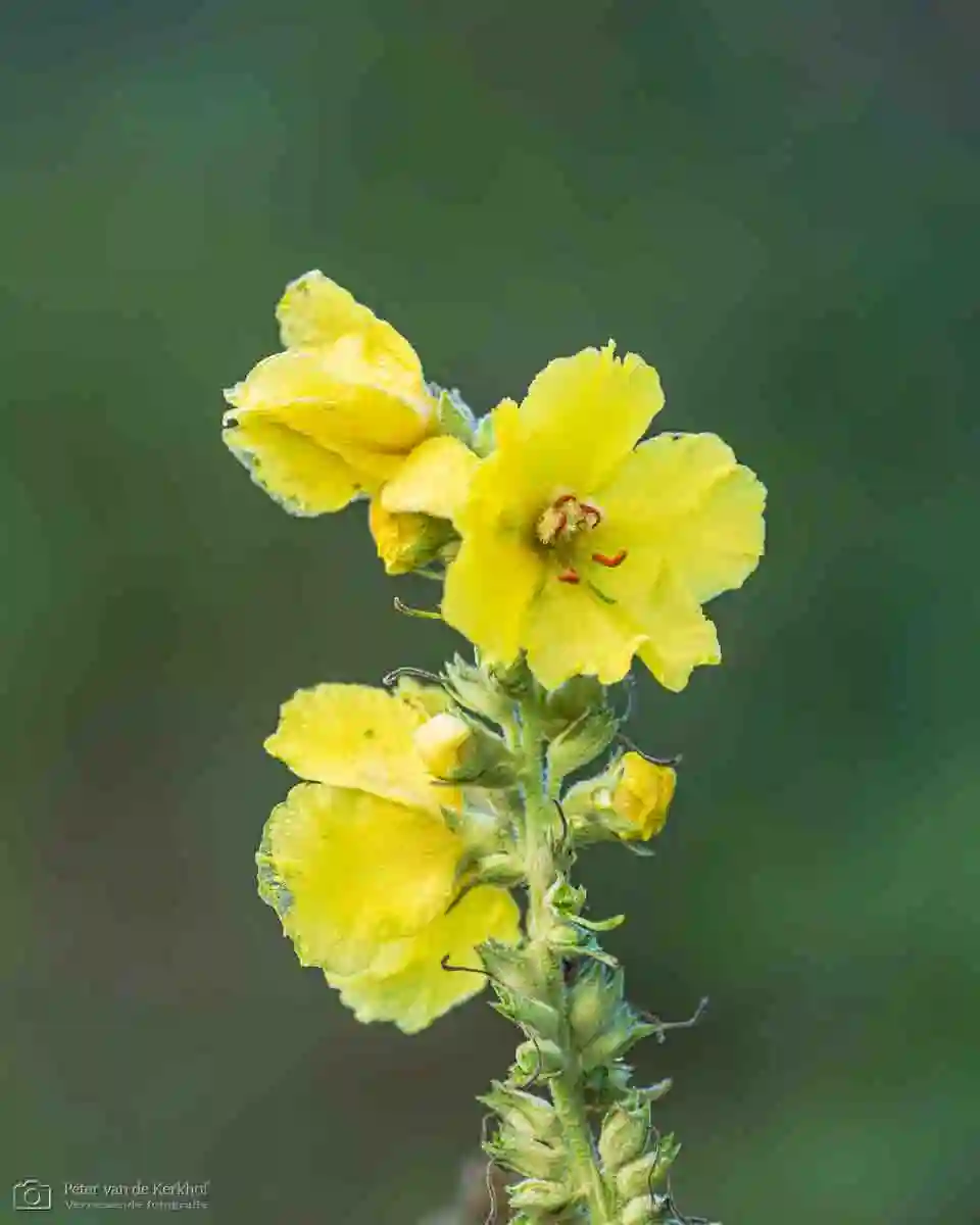 PvdK_2026-09-29_D3875.webp