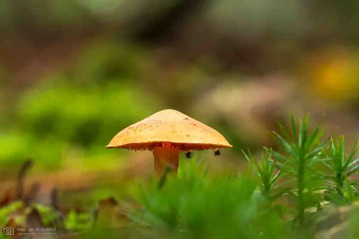 PvdK_2026-10-19b_D4285-26_FS.webp