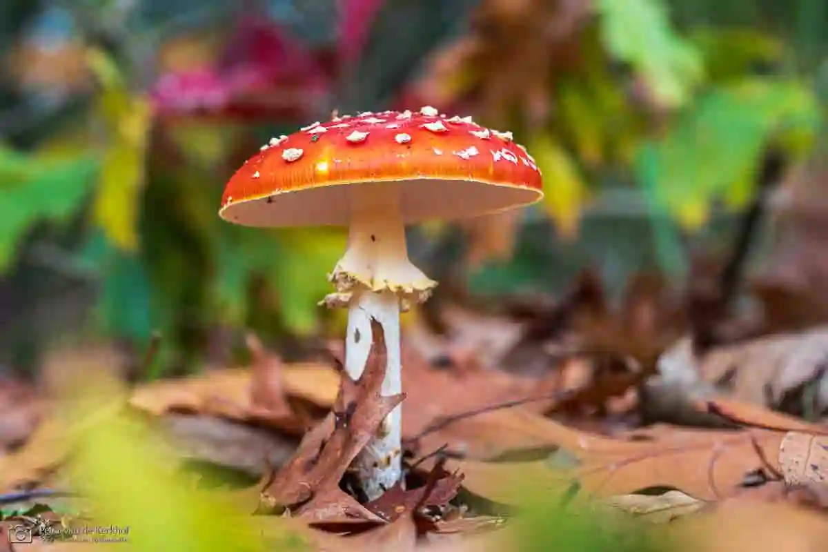 PvdK_2026-10-26_D4403.webp