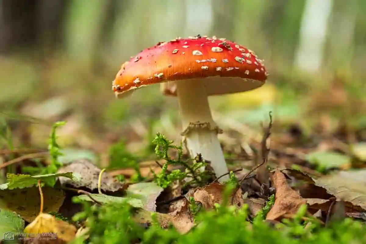 PvdK_2026-10-26_D4414.webp